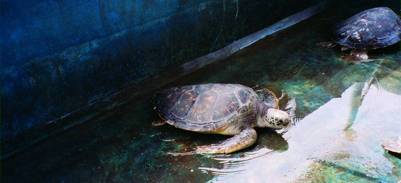 Turtle Island