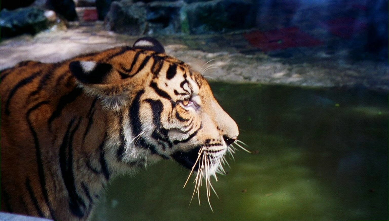En Tiger på Tiger Zoo...