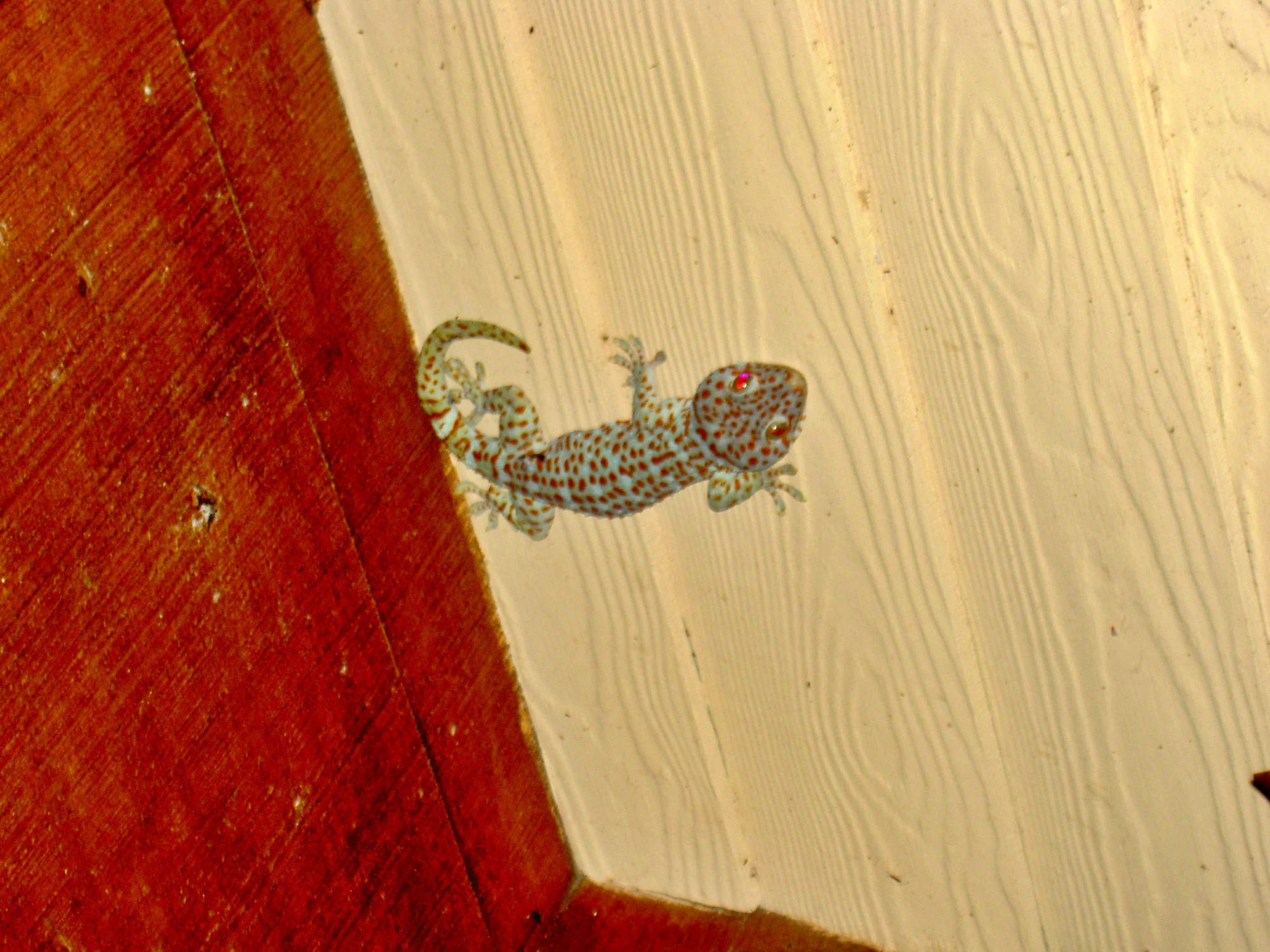 Och en Gecko som avslutningsbild