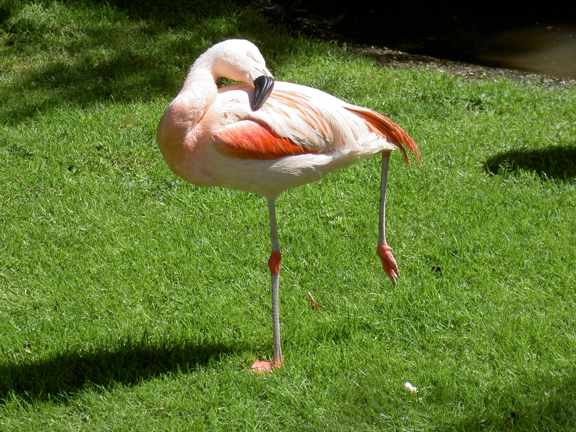 Besök Djurpark, troligen Zoo de Cerza