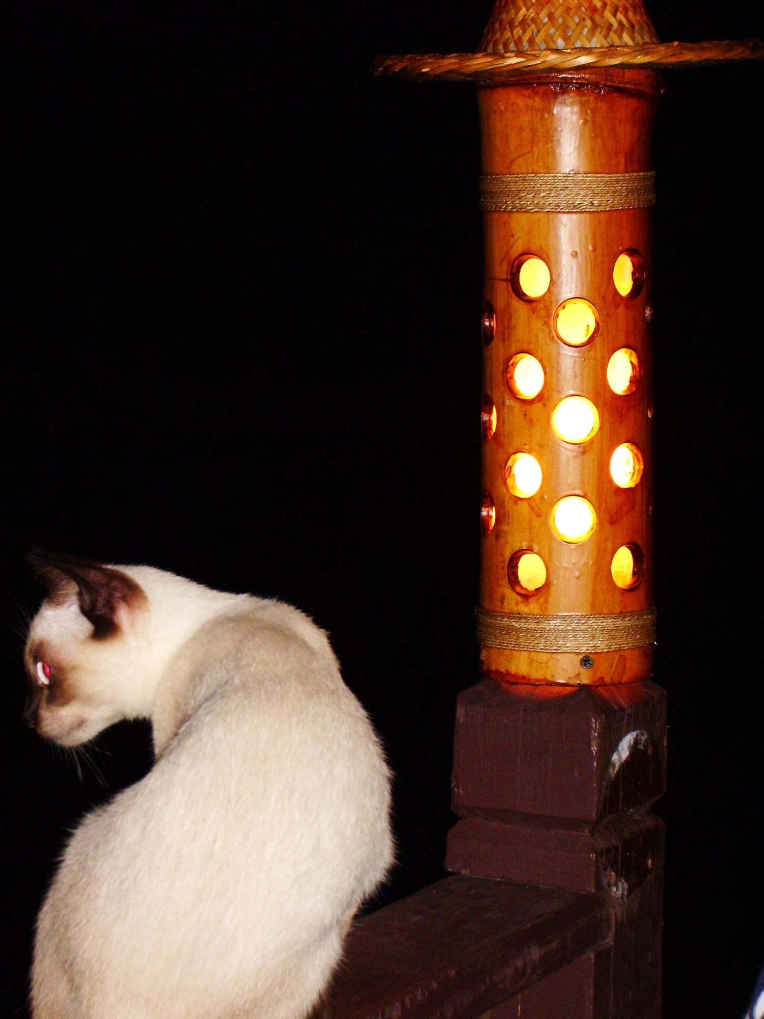 En katt gjorde oss sällskap på kvällen