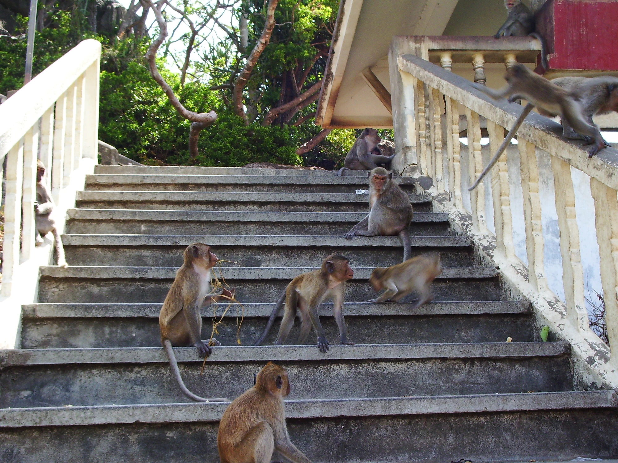 På väg upp på apornas berg (Monkey mountain) där också templet Wat Khao Chong Krachok ligger