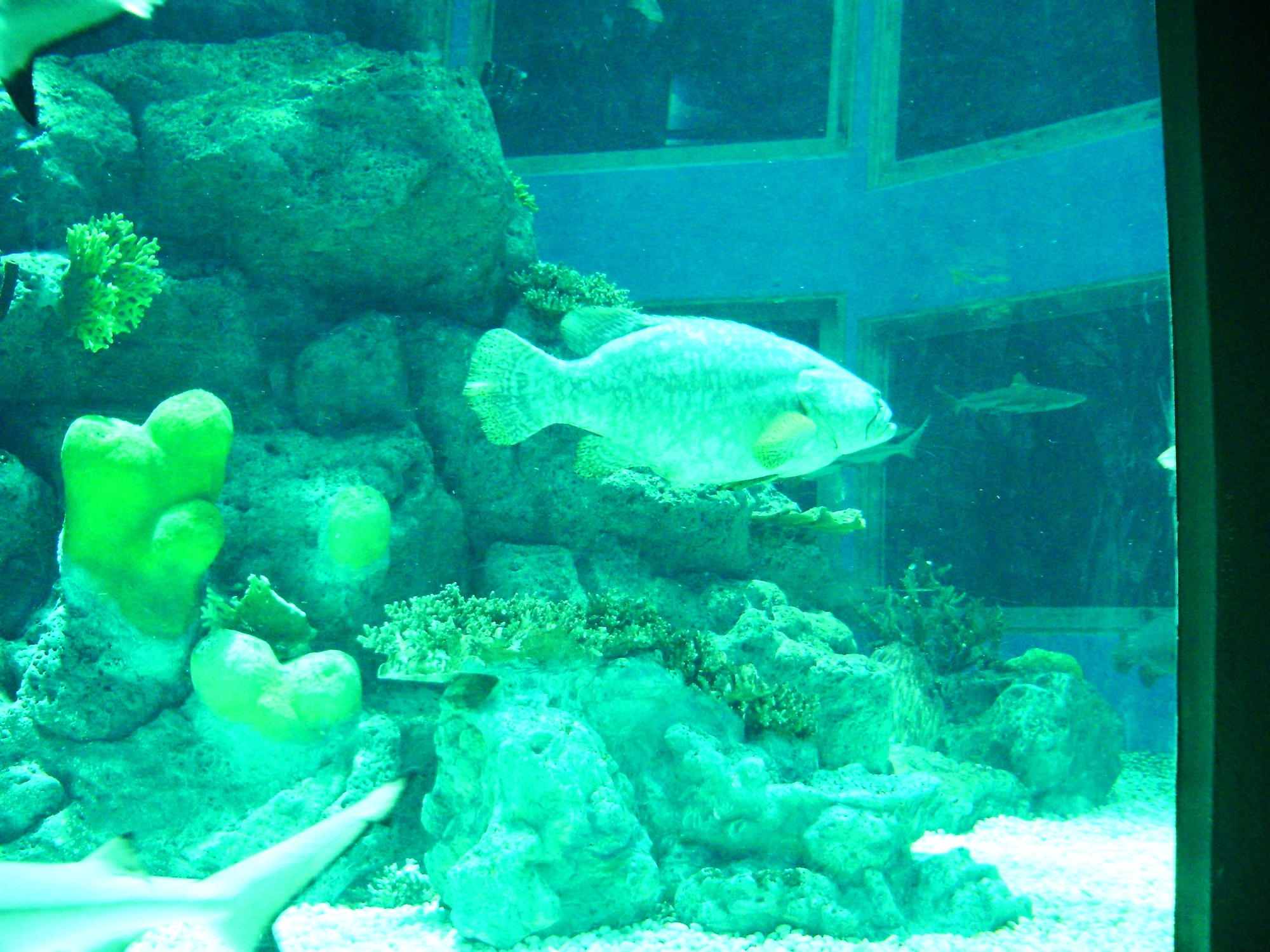 Halvsunkig bild, men från akvariet Waghor Aquarium, värt ett besök