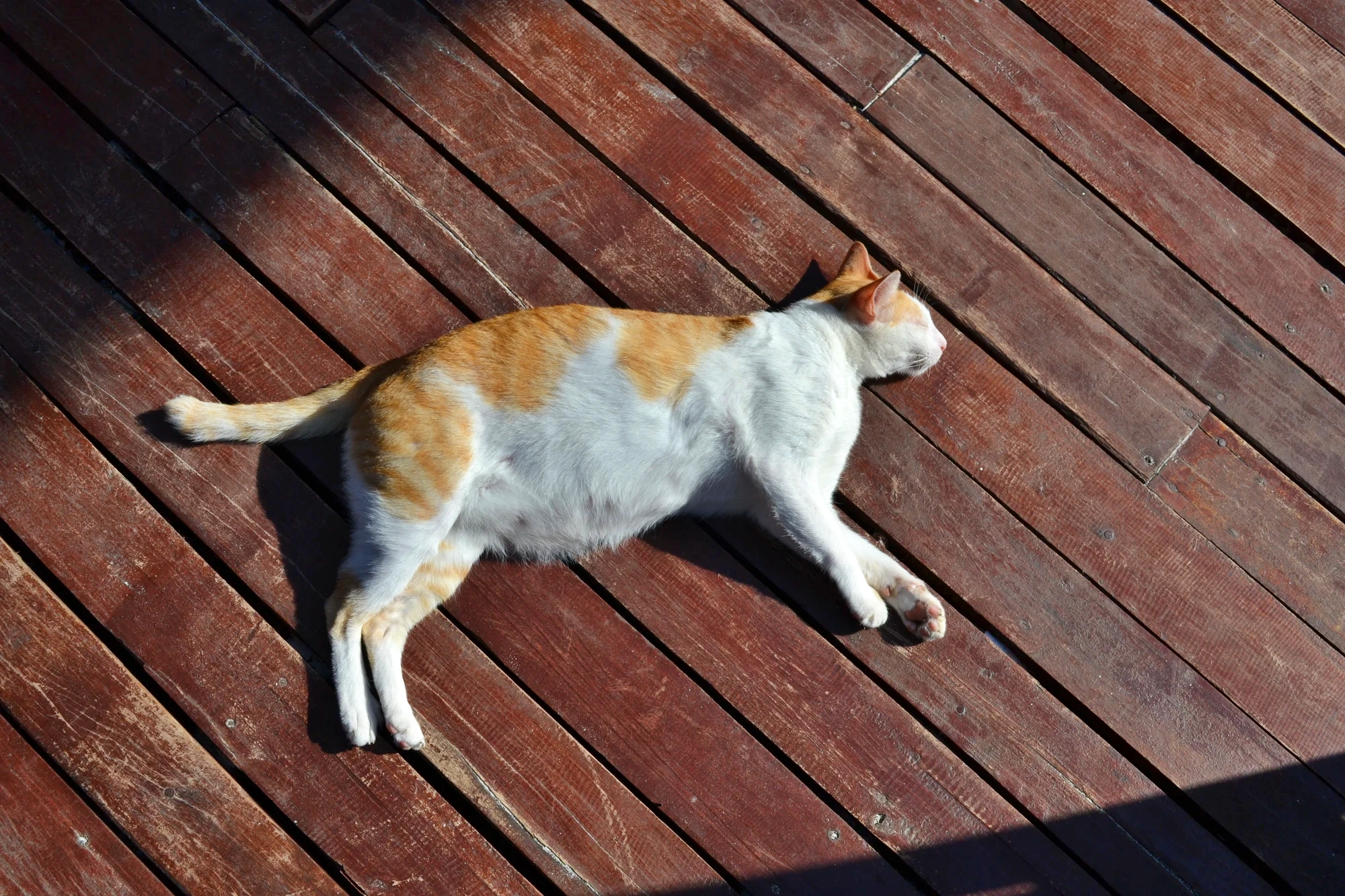 En trött och troligen gravid katt...