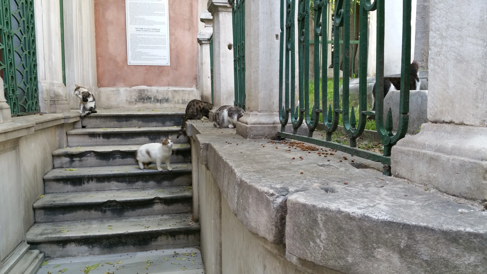 Katter överallt i Istanbul