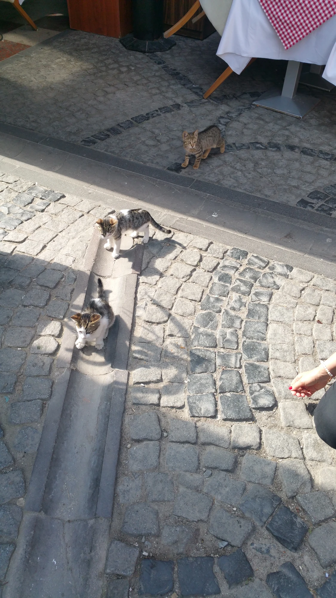 Katter som vinkade av oss i Istanbul...