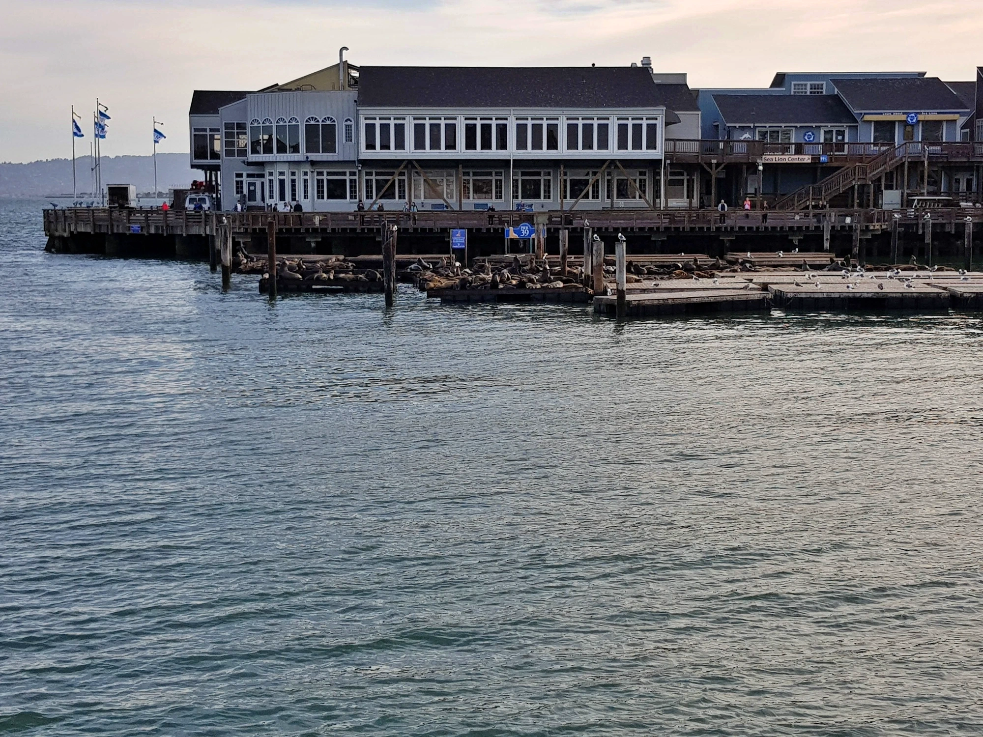 Sjölejon vid Pier 19