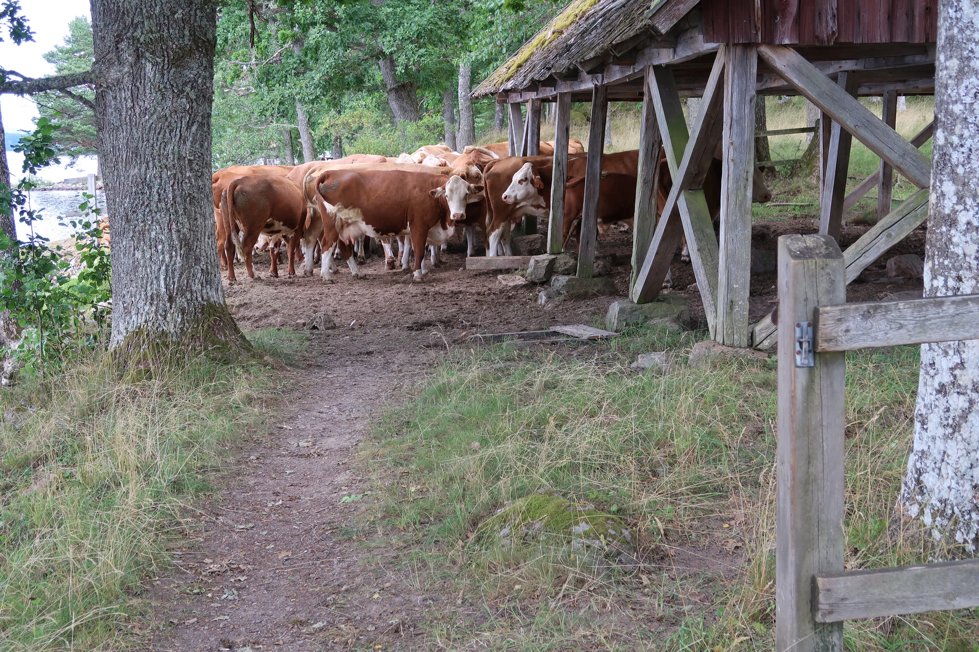 Naturliga hinder under promenad kring Baldersnäs