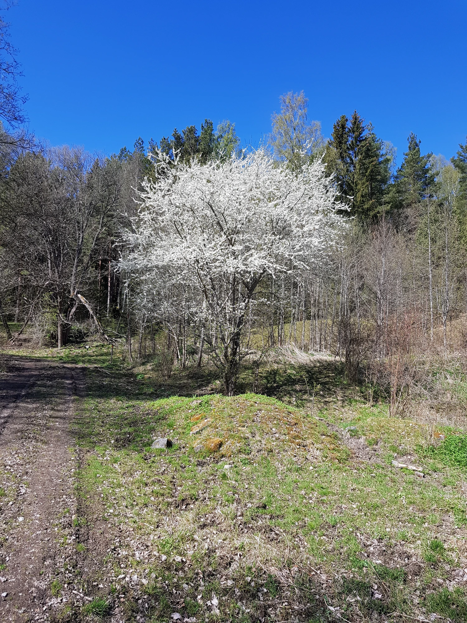 Yttereneby, Ytterjärna