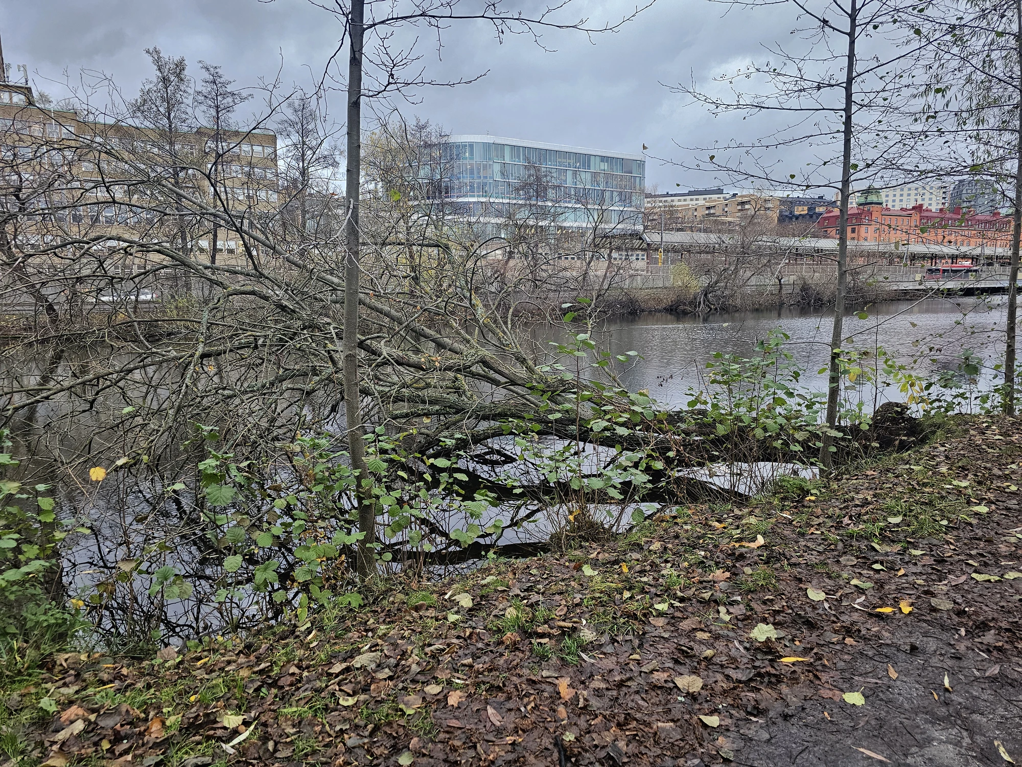 HostvandringKungsholmen 20251113 091412