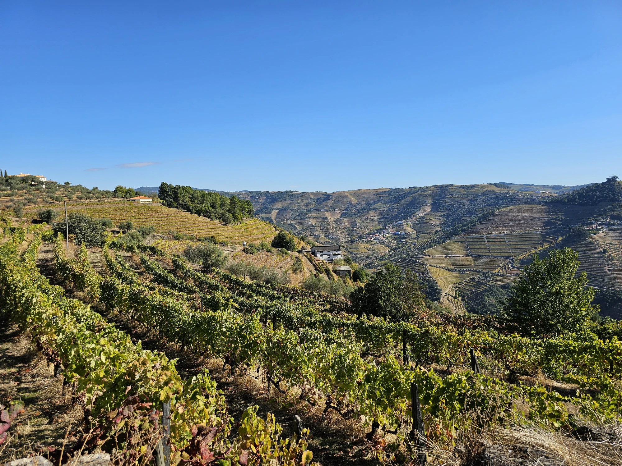 Pinhão Rundvandring