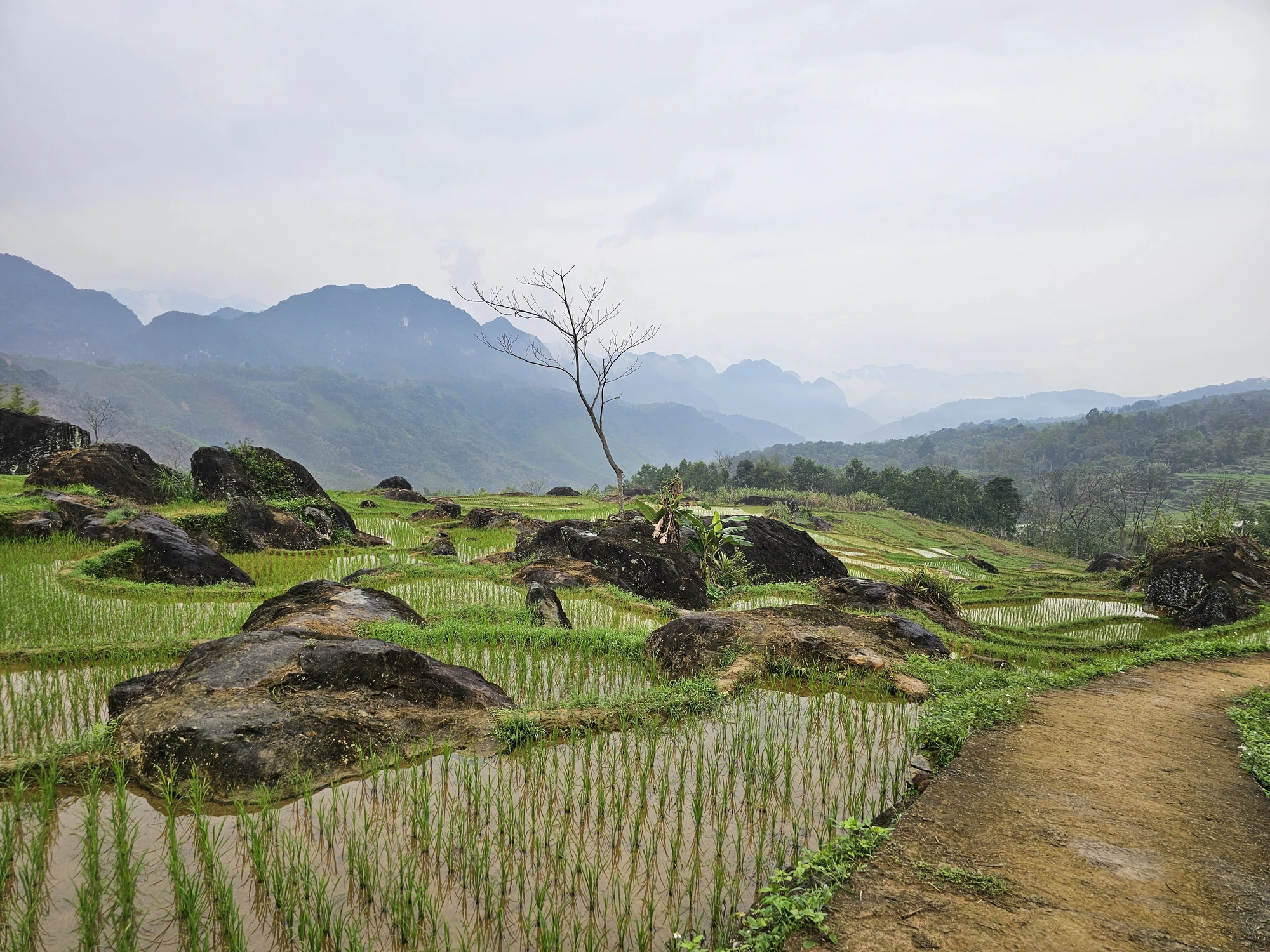 Pu Luong risfält
