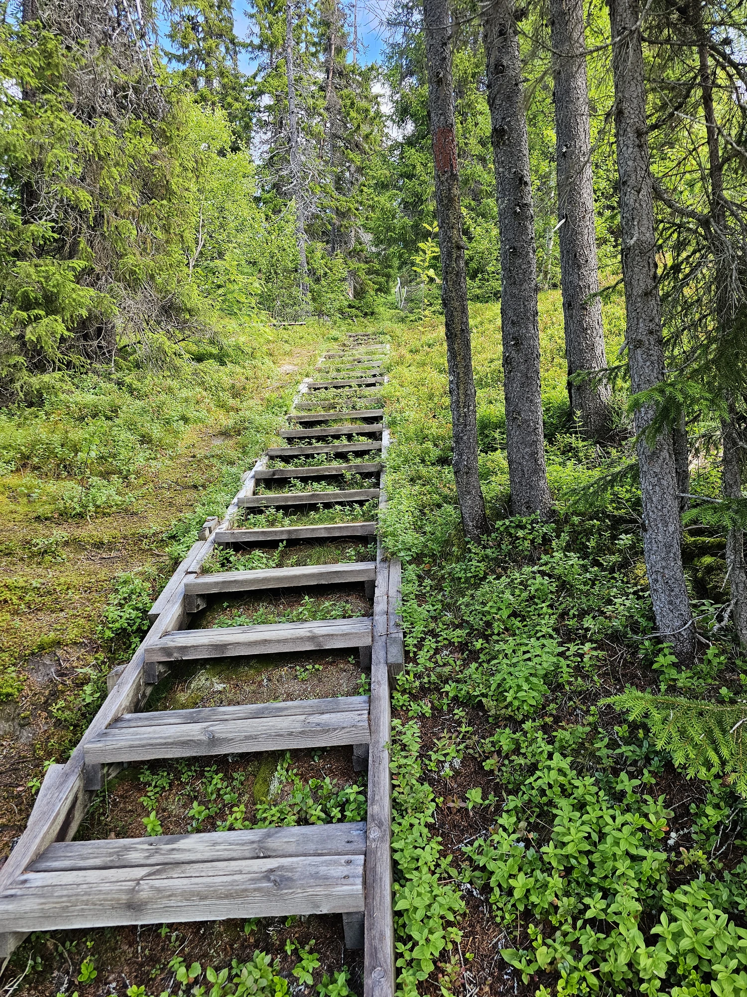 Många långa trätrappor i naturreservatet