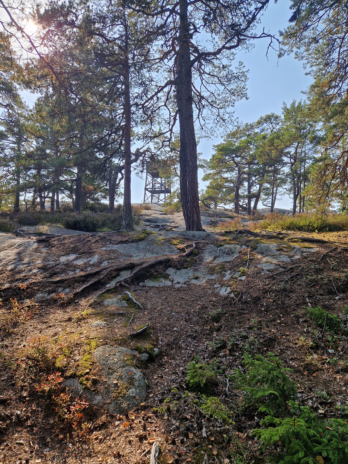 Fågelskådning Björnö Ingarö