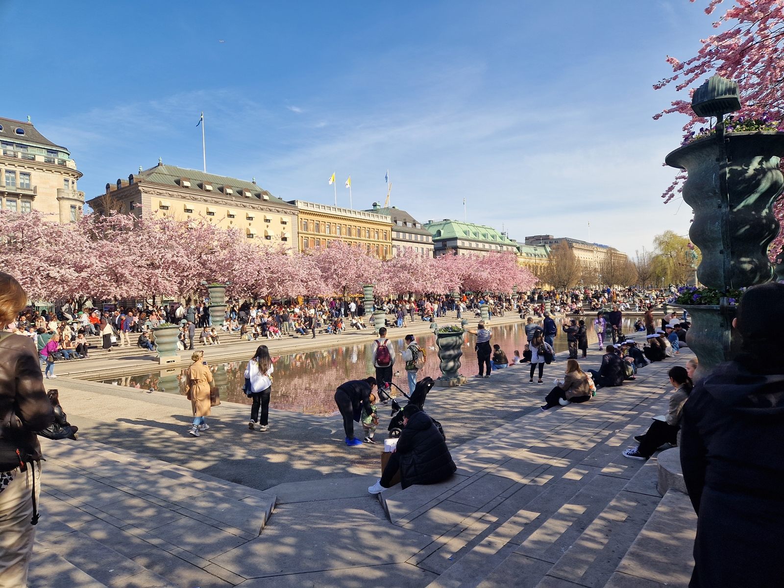 Körsbärsträden Kungträdgården 30 April