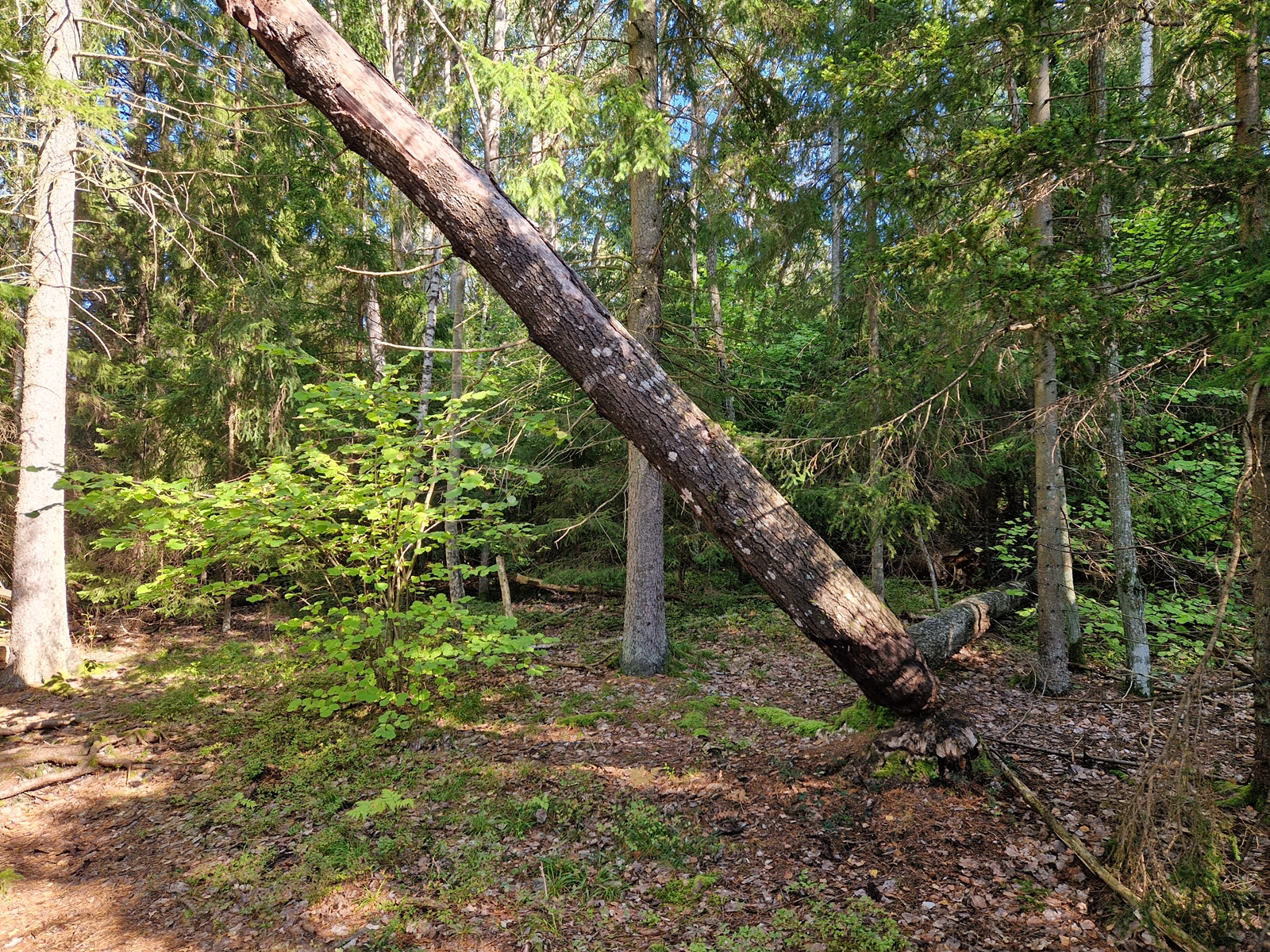 Bäverangrepp Tyresö Pilgrimsled