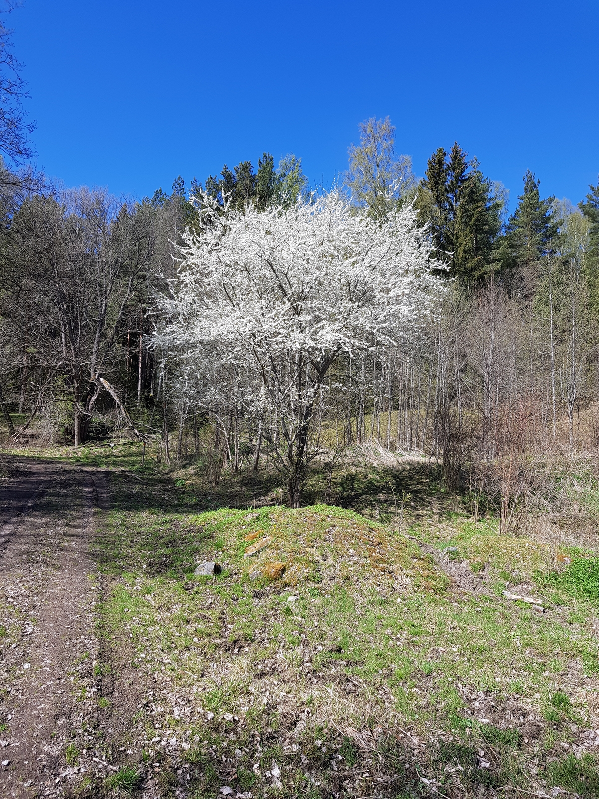 Yttereneby, Ytterjärna