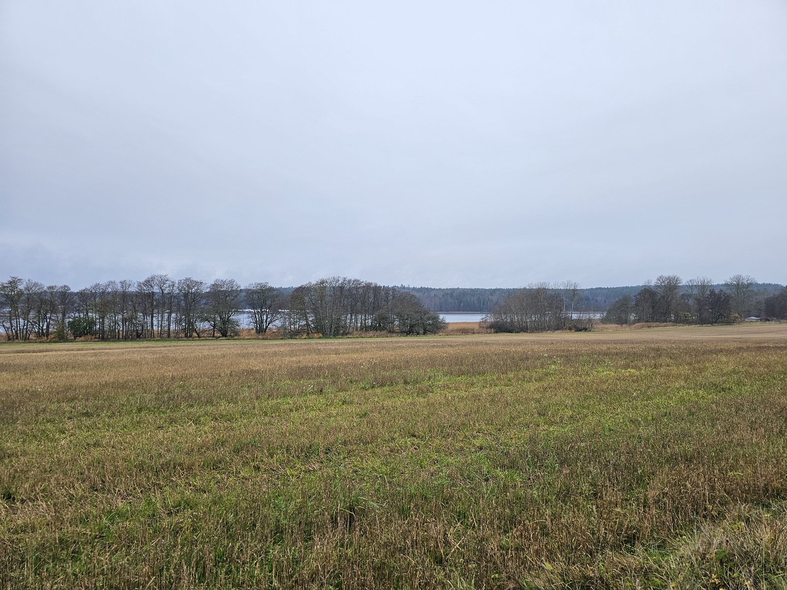 Haringe20251106 121430 006