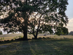 Skåne Augusti