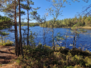 Paradiset